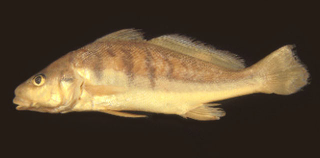 (Pachyurus) Род ПАХИУРЫ, ПАХИУРУСЫ 10 видов